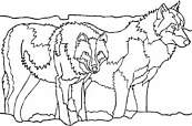 coloriage couple de loups